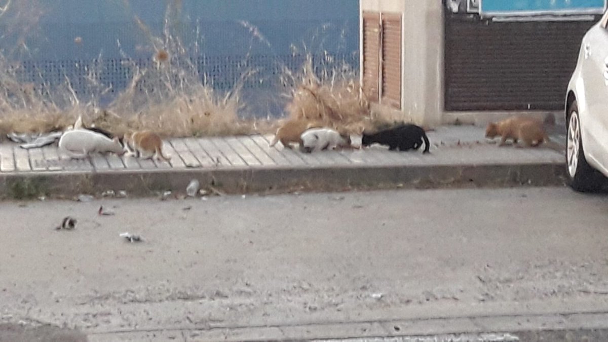 knt84's tweet photo. @sadecocordoba @FAPAC_Cordoba @ayuncordoba_es @ArcaCordoba @PartidoPACMA Necesitamos ayuda con esta colonia incontrolada de gatos. La hemos solicitado y no tenemos respuesta. Están sufriendo lesiones y daños que tenemos que pagar con nuestro dinero. Actuaciones ya!!! https://t.co/uwS9pzjO8A