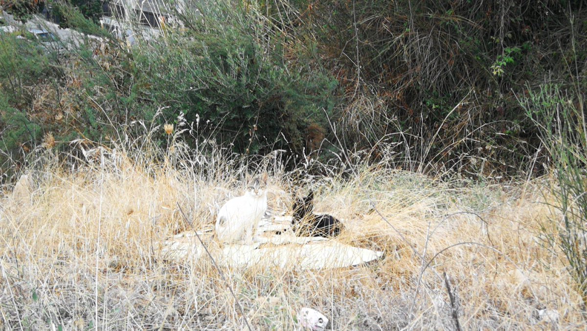 knt84's tweet photo. @sadecocordoba @FAPAC_Cordoba @ayuncordoba_es @ArcaCordoba @PartidoPACMA Necesitamos ayuda con esta colonia incontrolada de gatos. La hemos solicitado y no tenemos respuesta. Están sufriendo lesiones y daños que tenemos que pagar con nuestro dinero. Actuaciones ya!!! https://t.co/uwS9pzjO8A