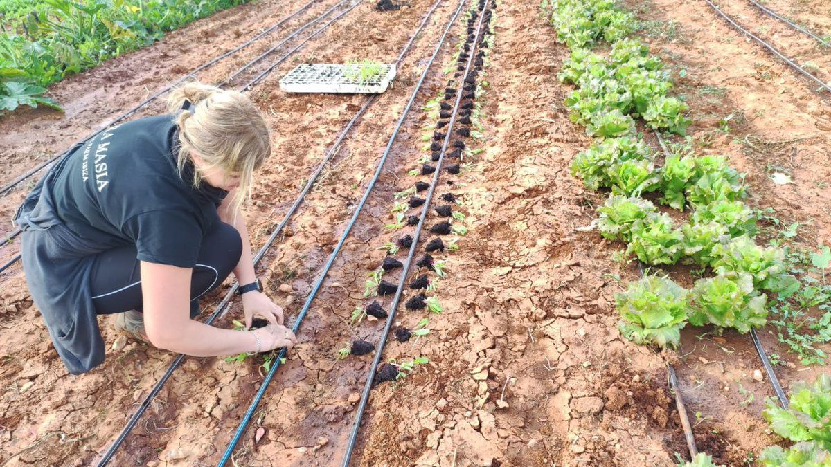 AgriculturaGOIB's tweet photo. 👩‍🌾Agricultura convoca ajuts per a la creació d’empreses de joves agricultors per valor de 3,5 milions d’euros

🌿El FOGAIBA ha resolt la convocatòria de joves de 2020 amb un total de 74 beneficiaris

🔗https://t.co/PvnqBKULZa https://t.co/wVT4uGyBrJ