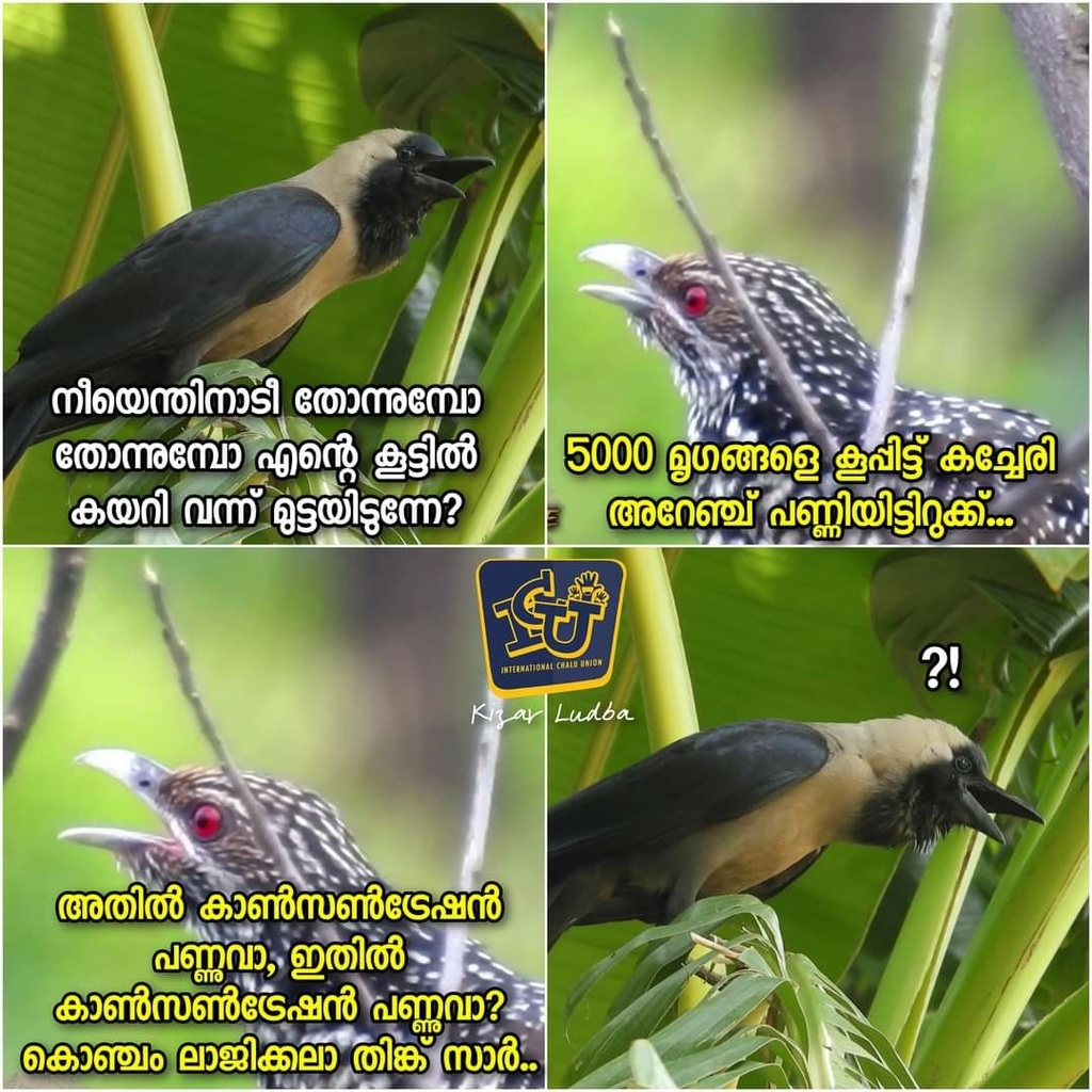 ChaluUnion's tweet photo. തൂക്കണാംകുരുവി.. come here!!
Credits: Kizar Lubda #plainjoke
©ICU https://t.co/1XBXaHe8iH