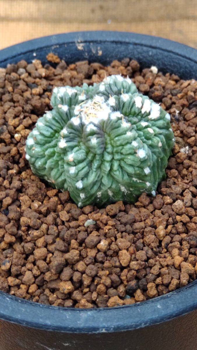 キンシャチ 花籠 キリンウチワ台付 径約2 6cm 1 000円 サボテン 多肉植物 ヤフオク T Co Cugokbcitw T Co Szufswls6k Twitter キンシャチ 花籠 キリンウチワ台付 径約2 6cm 1 000円 サボテン 多肉植物 ヤフオク T Co Cugokbcitw T Co Szufswls6k Twitter
