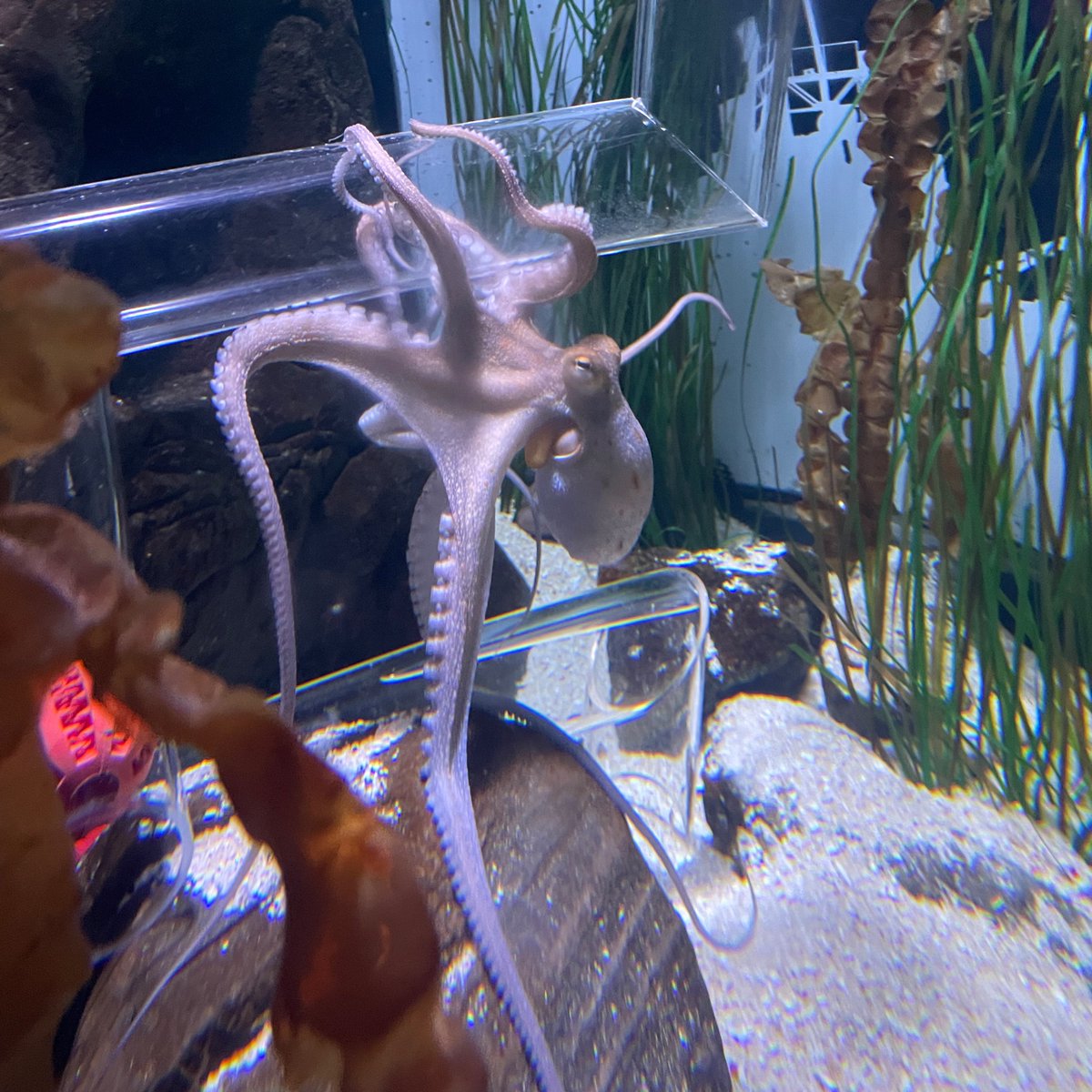 So many magical moments for the kids <a href="/london_aquarium/">SEA LIFE London Aquarium</a>