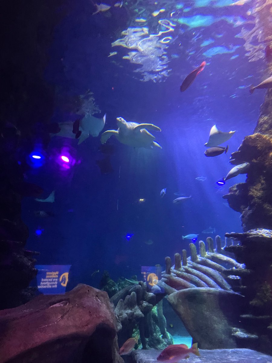 GeorgieCapron's tweet photo. So many magical moments for the kids @london_aquarium https://t.co/QSmMY930WO