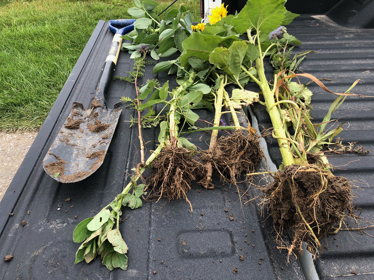Show us your #roots! If you have a cool #covercrop picture we want to see it! Retweet and reply with your picture and the three best pictures will WIN a <a href="/BrevantSeedsCA/">Brevant seeds Canada</a> tile shovel. #SoilHealth #soil #bees #worms #OntAg #corn #soybeans #wheat #biodiversity #seed <a href="/speareseeds/">Speare Seeds</a>