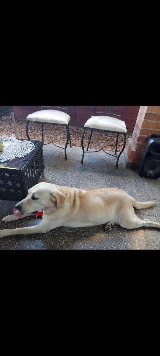 yayoCapone's tweet photo. Por favor Twitter haz lo tuyo.
Estamos buscando a rosita, se perdió en la mañana del día de hoy en Lambaré, zona Perón y cacique Lambaré.
Cualquier información al DM o al 0985310804.
Favor compartir 😿 https://t.co/LwTP47gjue