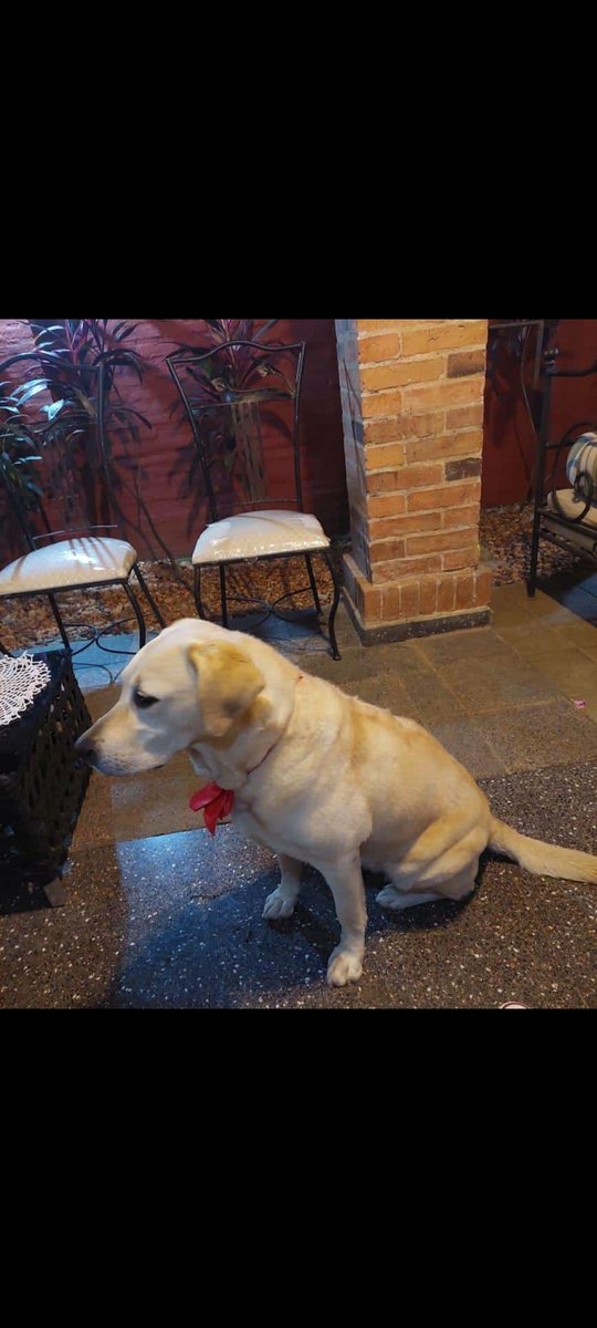 yayoCapone's tweet photo. Por favor Twitter haz lo tuyo.
Estamos buscando a rosita, se perdió en la mañana del día de hoy en Lambaré, zona Perón y cacique Lambaré.
Cualquier información al DM o al 0985310804.
Favor compartir 😿 https://t.co/LwTP47gjue