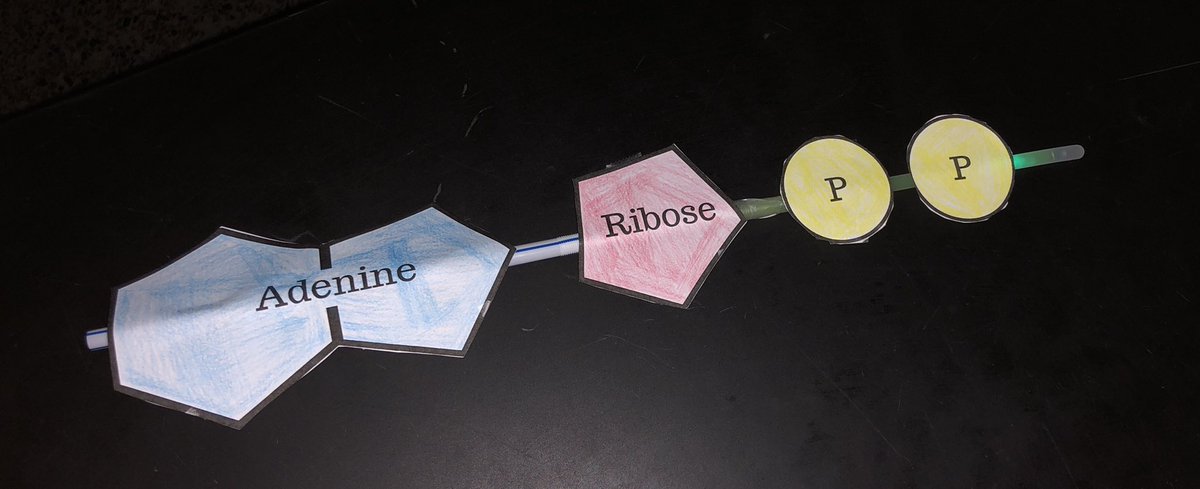switzsc's tweet photo. Making Biology relevant for students! When you think ATP, think energy. Do you see the glow? #glowsticks #makelearningstick #GoPacers https://t.co/QEetweEVHy