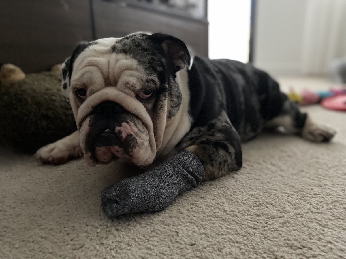 oreo_tux's tweet photo. Chew on paw ➡️ sock on paw ➡️ large dose of side eye 😒.  It’s my paw after all. 
.
.
.
#oreo #paw #chewer #sock #sideeye #friday #FridayFeeling #dogs #DogsofTwittter #bulldogs #goodmorning https://t.co/cEvfpu1TH2