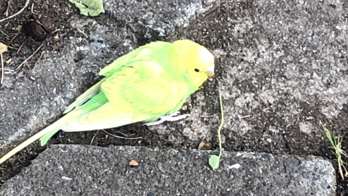space8gd's tweet photo. #拡散希望🐤
2021.10.29(金)  
大阪府 堺市 西区 鳳東町 で
黄色い #インコ が目撃されました。
目撃者様が保護を試みてくださいましたが
残念ながら飛び立ってしまったそうです。
この情報が飼い主さんに届きますように。
#セキセイインコ #セキセイ #迷い鳥 #保護 #迷子 #大阪府 https://t.co/PwywHYFX2s