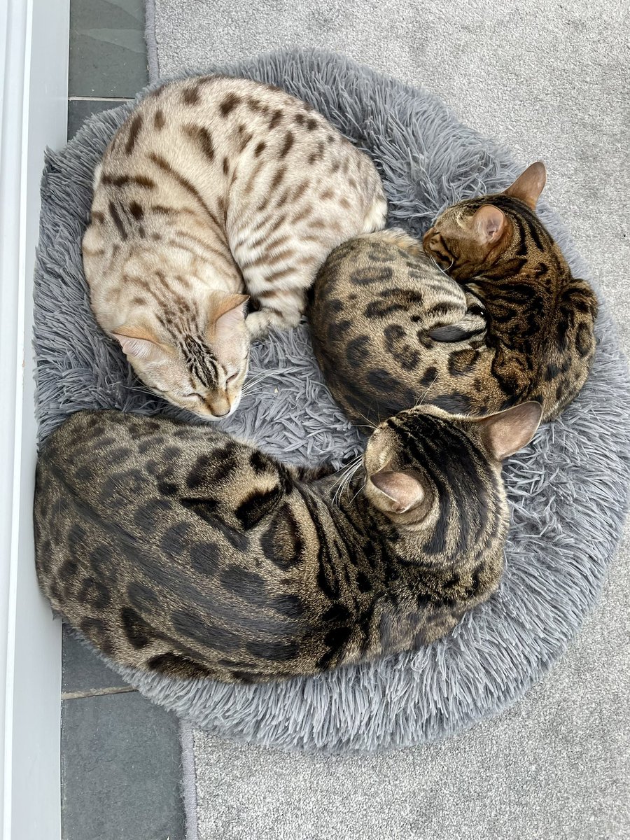 BengalWilma's tweet photo. A Friday bengal circle 😽❣️🐾❣️ #3bengals #teambengal #Friday https://t.co/dihF5uOL5K