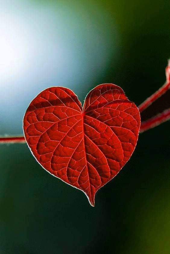 In a relationship we have to go through different phases. We have to play different roles. Sometimes we have to stand in front, sometimes behind and sometimes we have to stand besides....…♥️💚💙🖤

#nature #flower #life #FridayVibes