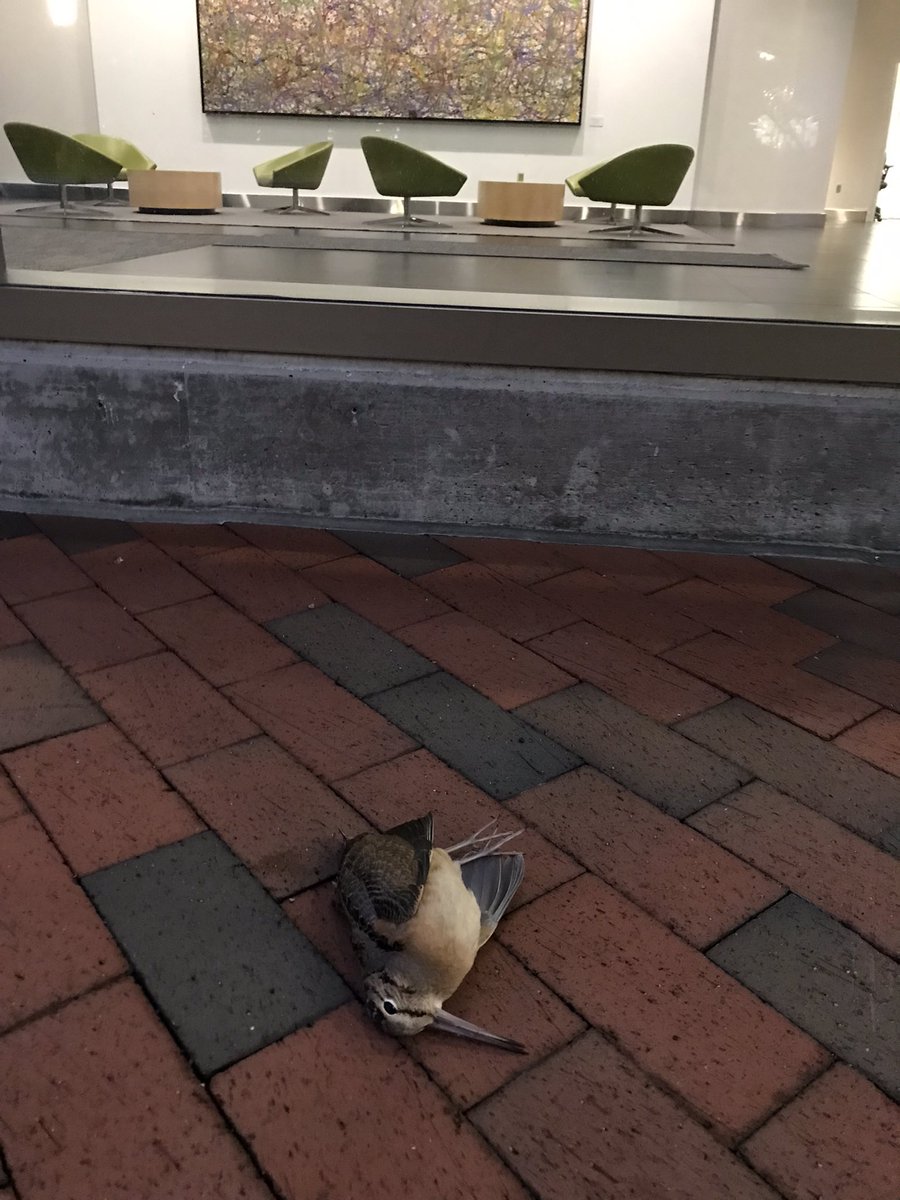 LightsOutBalt's tweet photo. A wet, windy morning after a calm night that proved deadly for 8 White-throated Sparrows and a young American Woodcock that made the wrong decision in passing through downtown #CharmCity 
#turnthelightsout #treatyourglass https://t.co/Bzi8EJKvjU