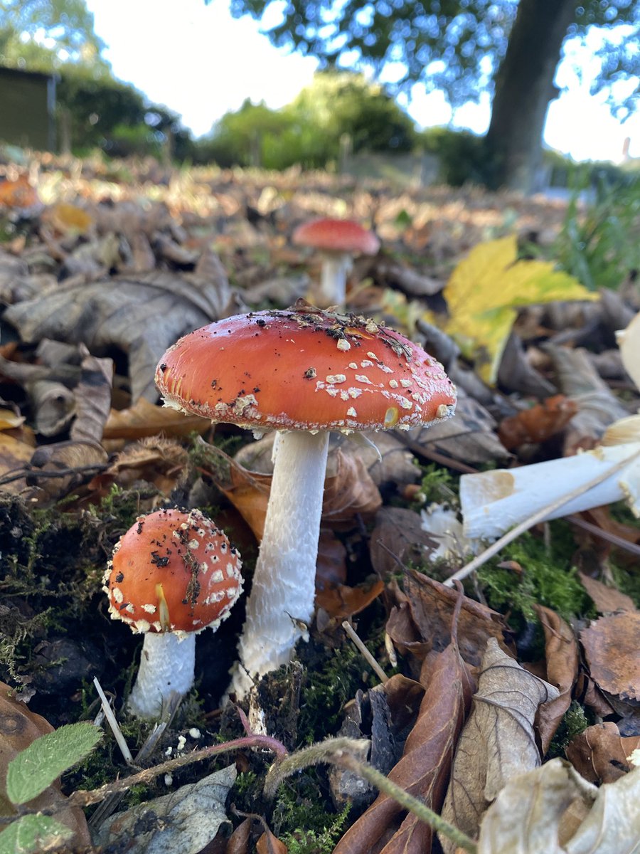 ceebax7's tweet photo. Found my first ever Fly Agaric last year in a Park in Leeds 🍄. This year I seem to have over 15+ in my garden 😳🍂🍄🍀 #FungiFriday #fungi @WoodlandTrust @Natures_Voice @NatureUK https://t.co/JohvCoSxjS