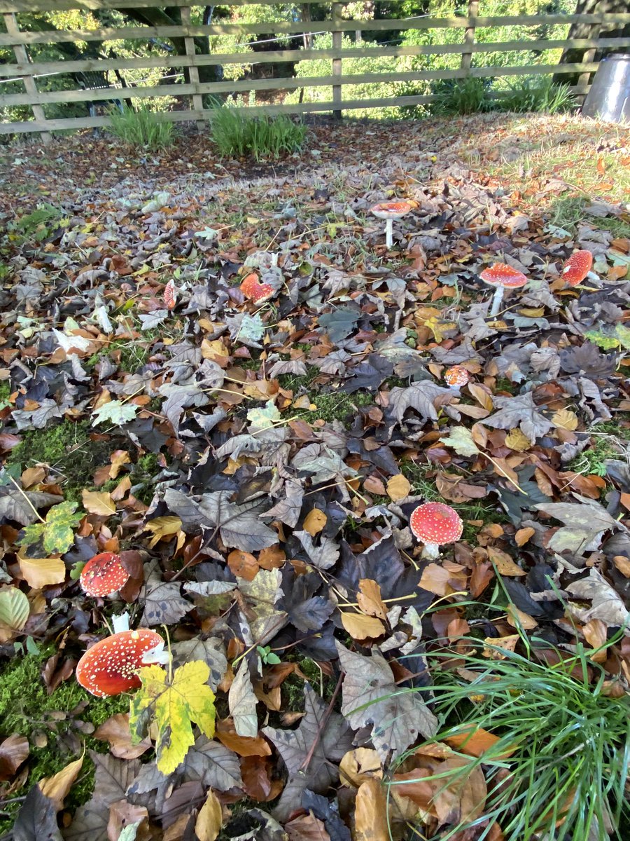 ceebax7's tweet photo. Found my first ever Fly Agaric last year in a Park in Leeds 🍄. This year I seem to have over 15+ in my garden 😳🍂🍄🍀 #FungiFriday #fungi @WoodlandTrust @Natures_Voice @NatureUK https://t.co/JohvCoSxjS