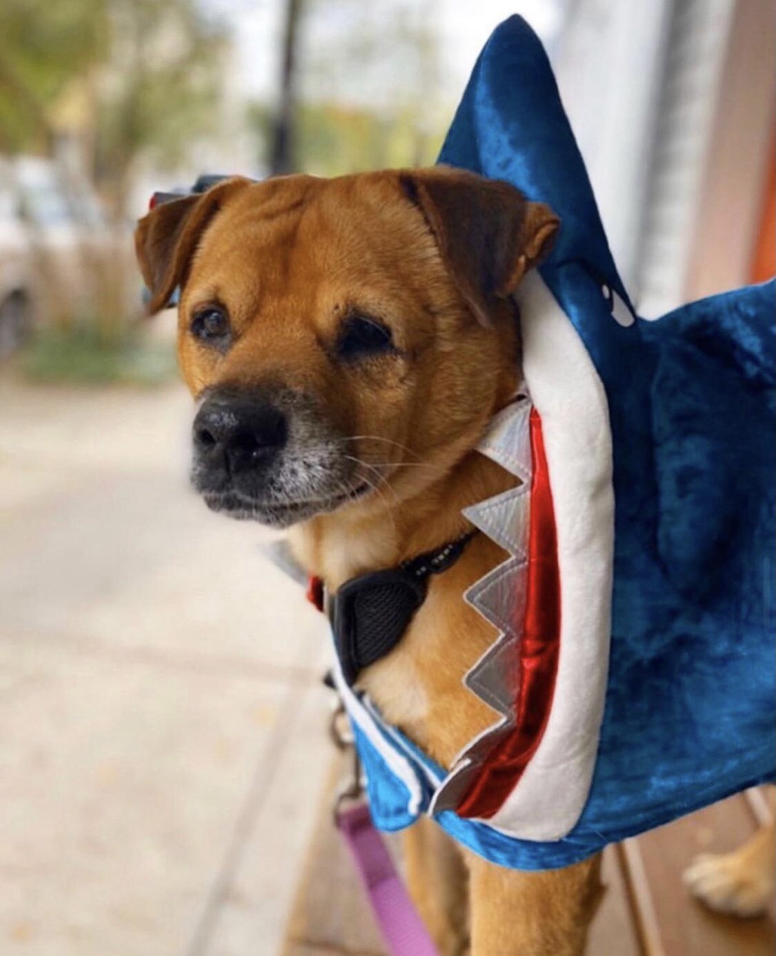 Satsuma Maple (SatsumaMaple) / Twitter