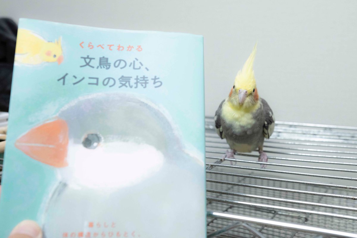 何考えてるのかな オカメインコの気持ち インコだからといってしゃべるとは限らんのだよ