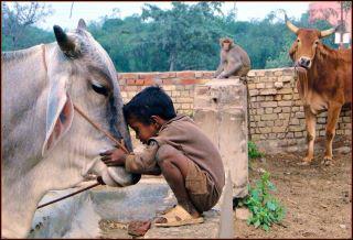 This happens only in Hinduism………Where Holy Cow is considered as Mother... ❤️