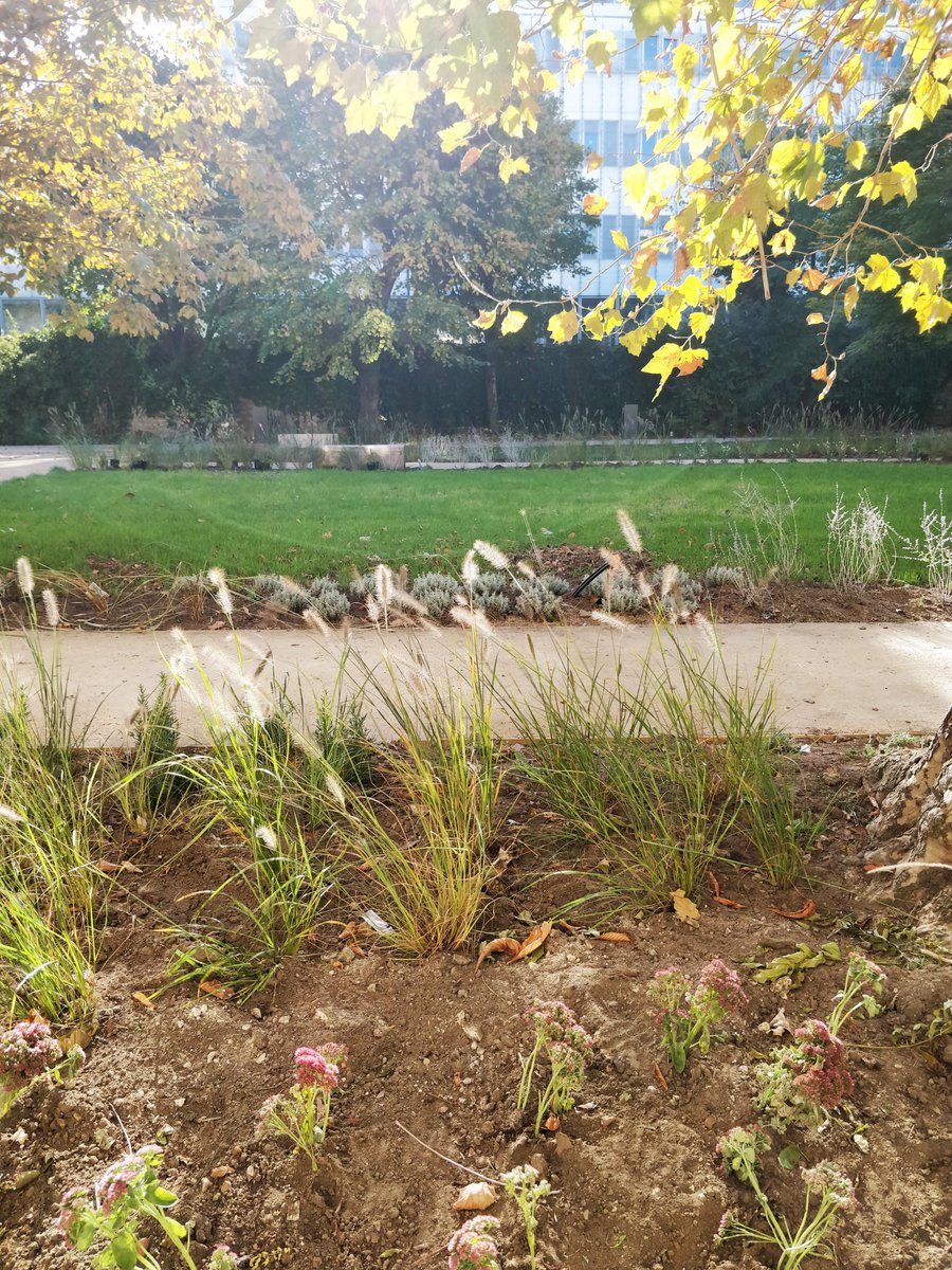 FPaysage's tweet photo. INJA
Avec L'arrivée des plantes, le jardin sensoriel prend vie. On attend plus que nos jolis arbres 🌳🌳🌳
Cercidiphyllum japonicum
Cerasus 'Hâtif de Burlat'
Malus 'Idared'
Soyons patients c'est pour la mi-novembre 🤫 https://t.co/Uucg9aBygZ