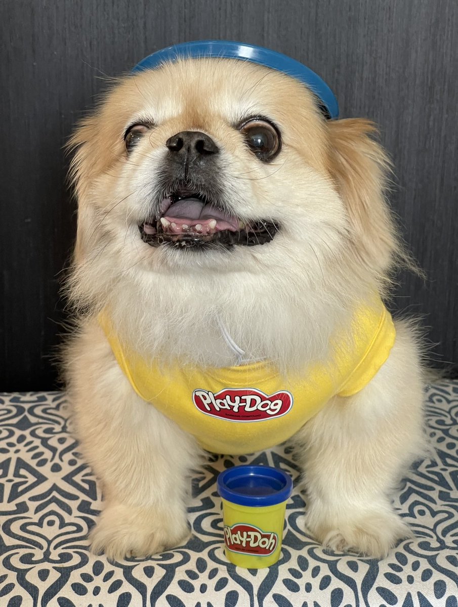 PekeTales's tweet photo. Halloween 2021: Peke Tales as @PlayDoh, or in this case, Play-Dog. Made the shirts, bought colorful Pyrex lids. Huck as Blue & Tom as Orange & Cesar as Purple.
#9GAGHalloween #PetcoHalloween #AmazonPetsHalloween #Halloween #Pekingese #funnydog #funny #caption #barkpost #memes https://t.co/lf1FCAdmzK