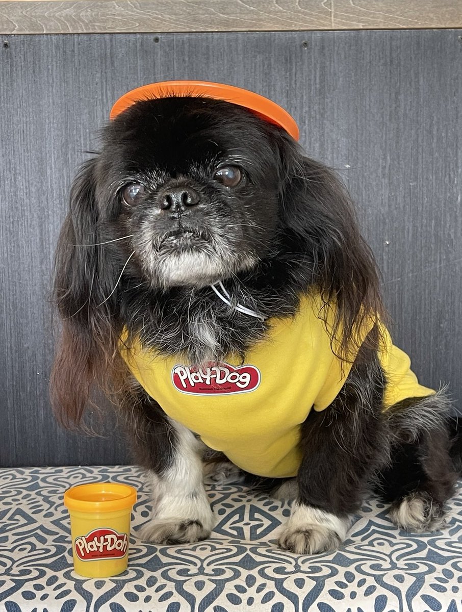 PekeTales's tweet photo. Halloween 2021: Peke Tales as @PlayDoh, or in this case, Play-Dog. Made the shirts, bought colorful Pyrex lids. Huck as Blue & Tom as Orange & Cesar as Purple.
#9GAGHalloween #PetcoHalloween #AmazonPetsHalloween #Halloween #Pekingese #funnydog #funny #caption #barkpost #memes https://t.co/lf1FCAdmzK