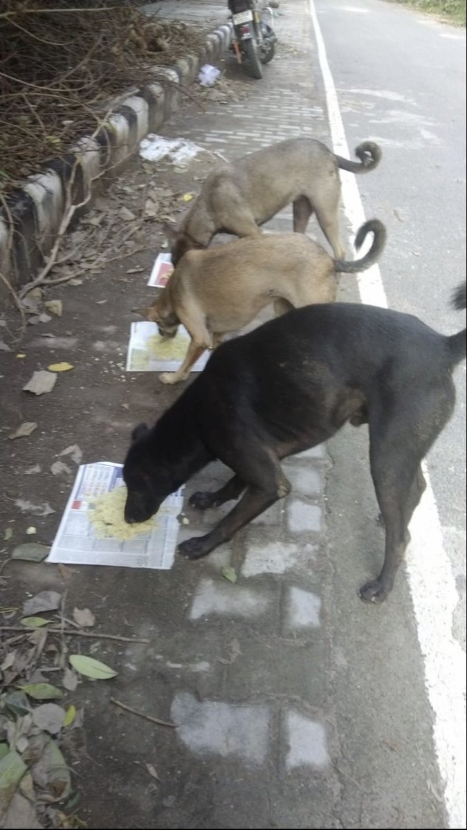 shield_animal's tweet image. 3 of many dogs we have visited today to give them food and water, the basics that every living thing deserves! 

Every donation goes towards providing them with the necessities of life; food, water, medical care and a whole lot of love ❤️ 
#animalshield