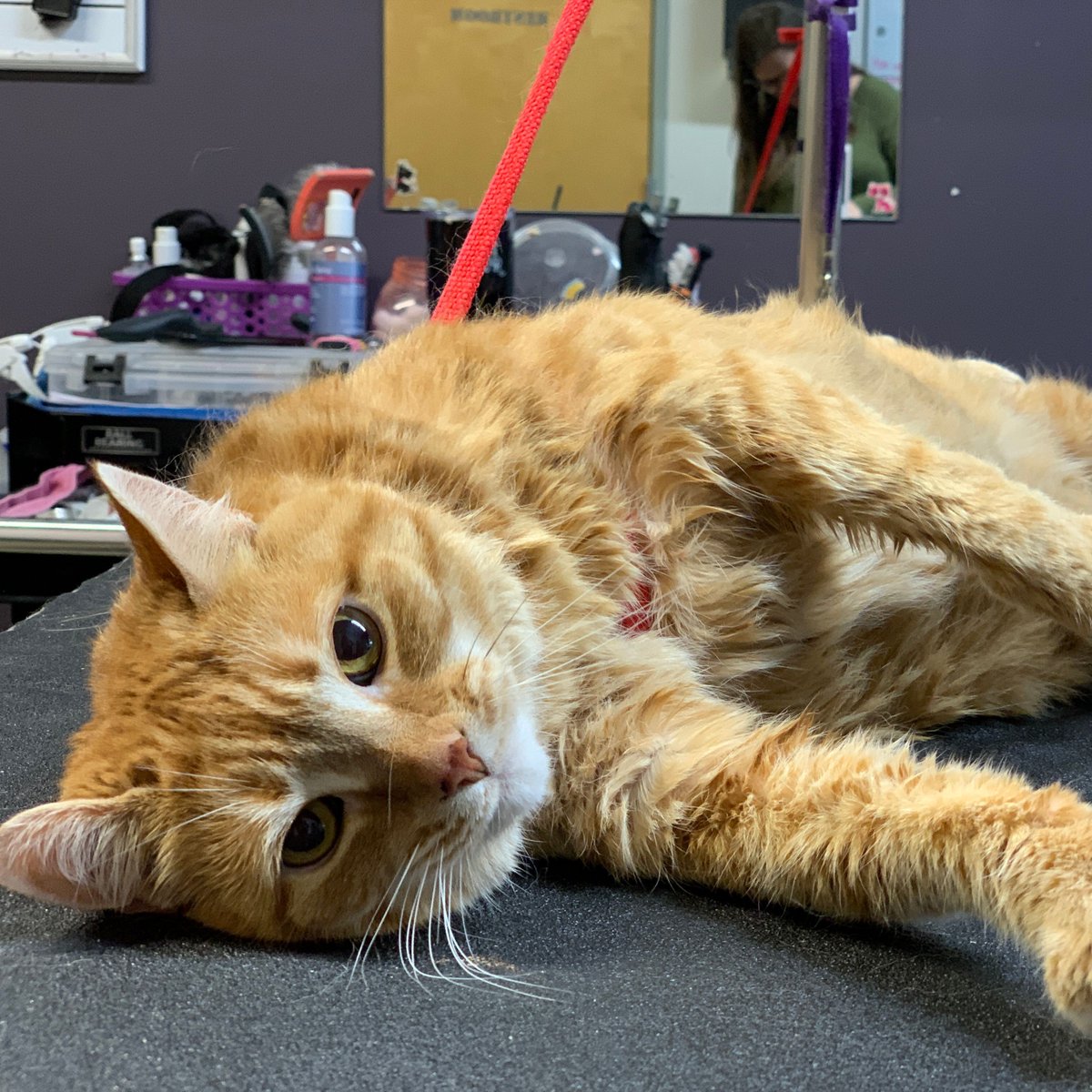 It's #NationalCatDay! 😻 Did you know that we offer #catgrooming services? Hairless, fluffy, or somewhere in between, every cat is welcome at #FurrPetSpa! We offer a variety of services: baths, nail trims, ear cleanings, brush outs, + more. Give us a call  317-737-2502!