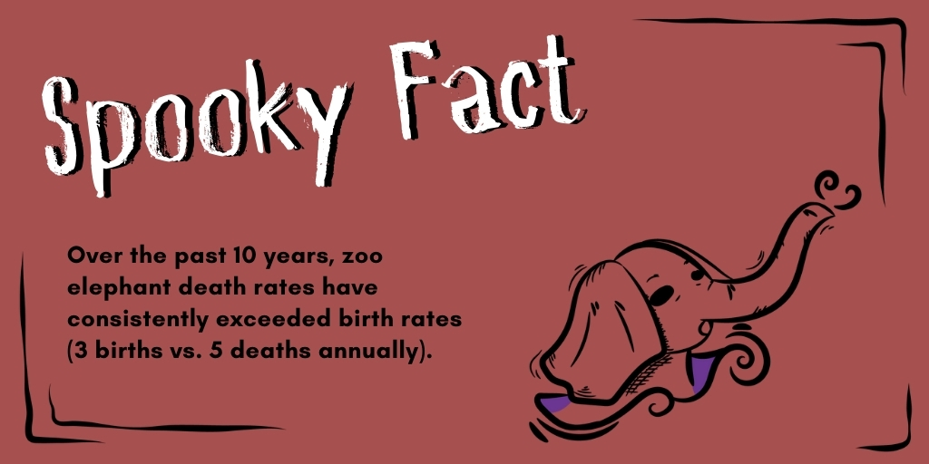 ForElephants_'s tweet photo. #SpookyFact: Over the past 10 years, zoo elephant death rates have consistently exceeded birth rates (3 births vs. 5 deaths annually).

https://t.co/0HJlpHr0rh 

#BabyElephants #ZooElephants https://t.co/ici7WQOZ4h