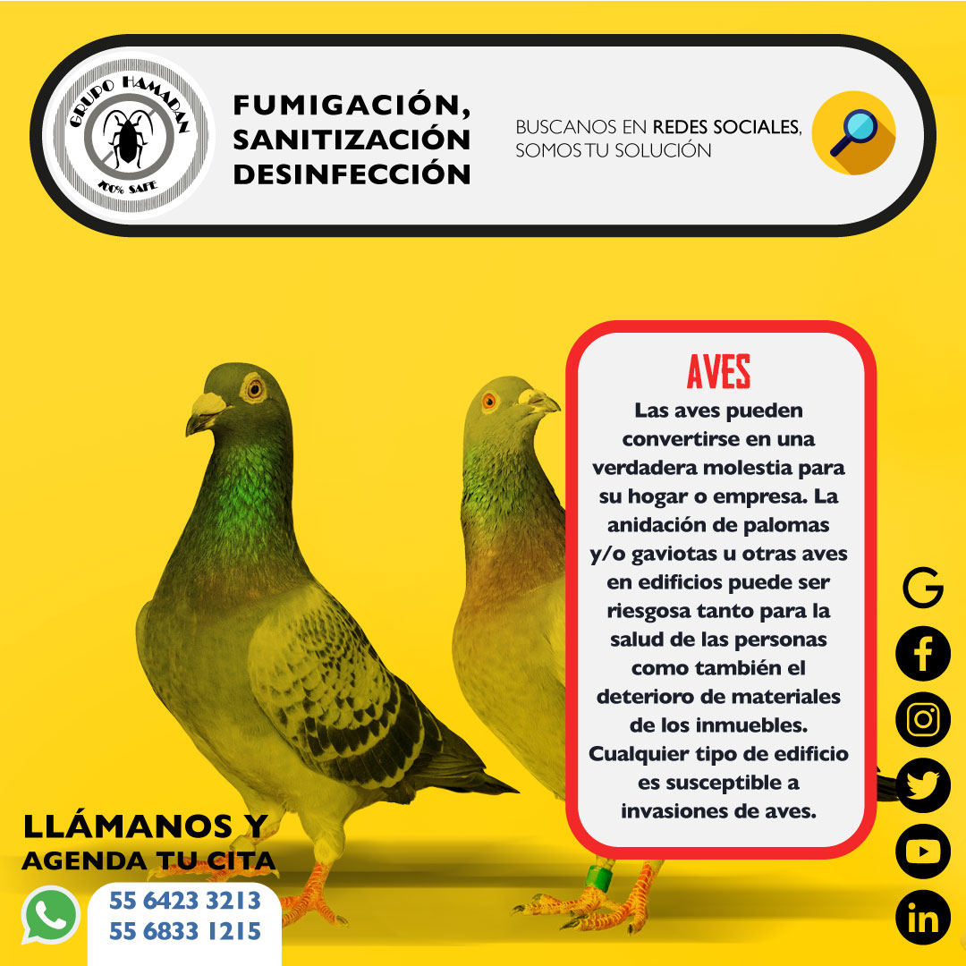 HamadanCv's tweet image. #SabíasQue… Los nidos y excrementos de las aves crean alergias y enfermedades, tales como la salmonella y la ornitosis. 

#ControlDePlagas #fumigadora #sanitizacion #desinfeccion #fumigacion #fumigacionservices #fumigadores #plagasurbanas #buenfin #Promociones