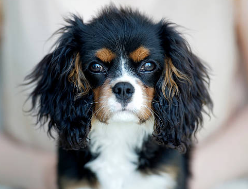 rteliveline's tweet photo. Sarah went to view a rental apartment in Dublin and was told she would have to pay €900 "pet deposit" for her King Charles Cavalier Spaniel. 

#Liveline @joeliveline https://t.co/2DVJUDOrq9