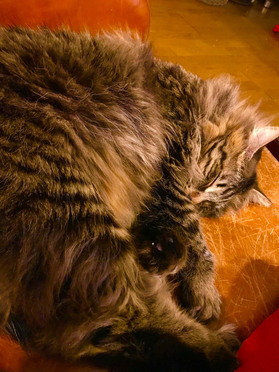 「うちの猫、形がよくわからない。 」幸田御魚(こうだおさかな)のイラスト