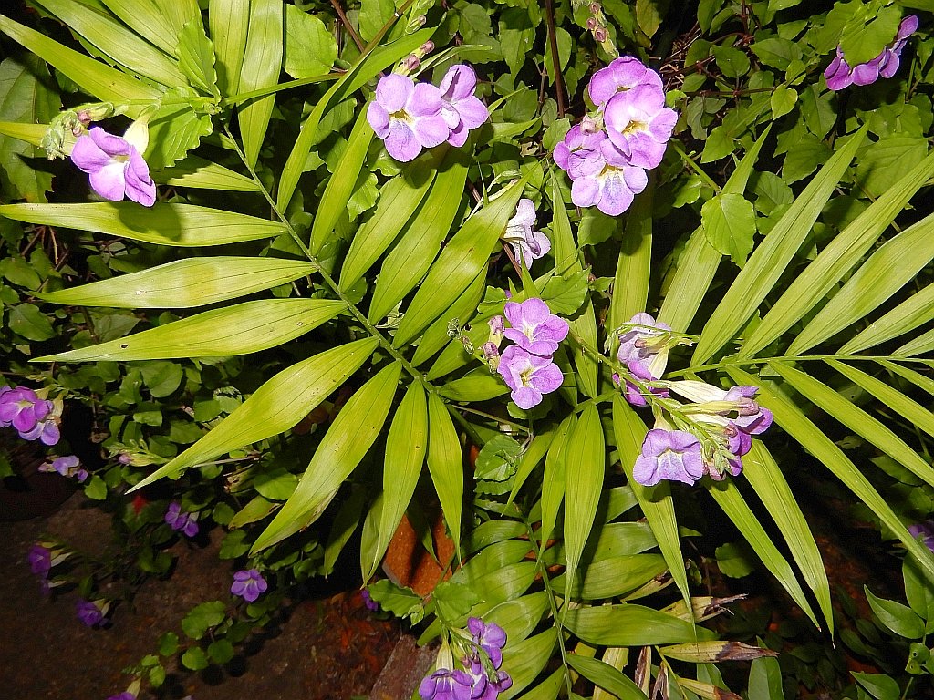 Home Use Night Mode Notifications Notification Sound My Profile Show Profile Account Setting Sub Users Personal Account Business Account Show Me Online Delete History Expose Author Name Cross Video Days Ehiq Pblf Lwei Bjgt Pmco Kcta Qndt Iqgb