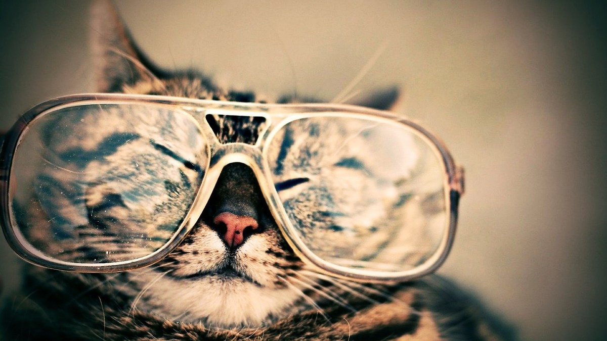 rubyredmedia16's tweet photo. What is the most effective way of marketing cat food?

Develop purchaser purrr-sonas.

#Cats #Marketing #Purrfect #NationalCatDay https://t.co/DR9rITtKZ4