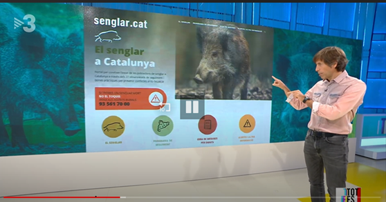 minuartia_tw's tweet photo. Ahir al @totesmoutv3  presentant dades de la nova web sobre #senglar a Catalunya. Amb resultats del seguiment de poblacions i mesures per prevenir danys. Esperem que sigui útil!!  @diba @agriculturacat 👉https://t.co/5Dx4e5ucdl🐗 https://t.co/WSyTczO546