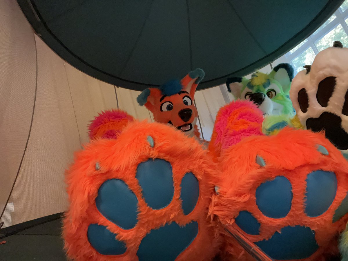 Avi Fox🍊🦊 tweet media