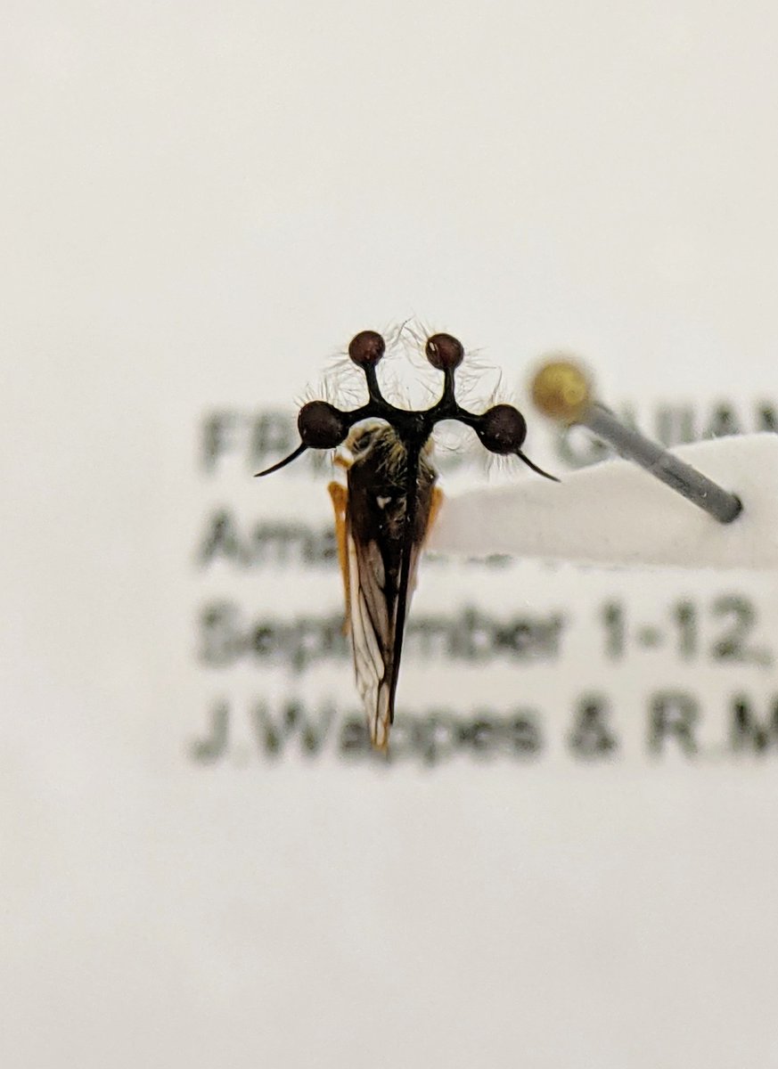 dr_firefly's tweet photo. Nature totally went crazy during the #evolution of Membracidae. A thread of great specimens in the Wappes collection #FSCA. #Hemiptera
First Bicydium globuliferum https://t.co/nymb4Vlp1e