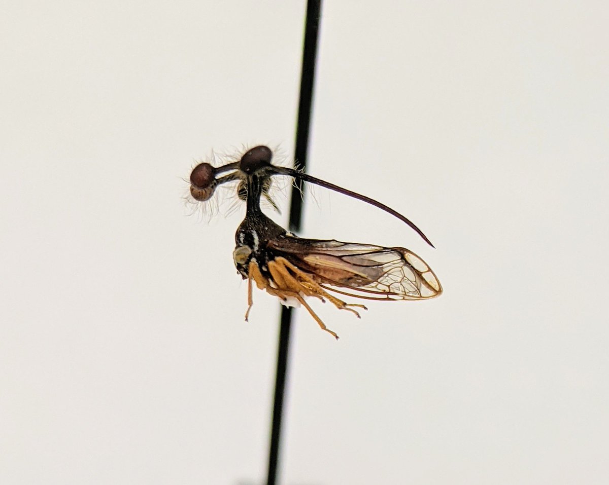 dr_firefly's tweet photo. Nature totally went crazy during the #evolution of Membracidae. A thread of great specimens in the Wappes collection #FSCA. #Hemiptera
First Bicydium globuliferum https://t.co/nymb4Vlp1e