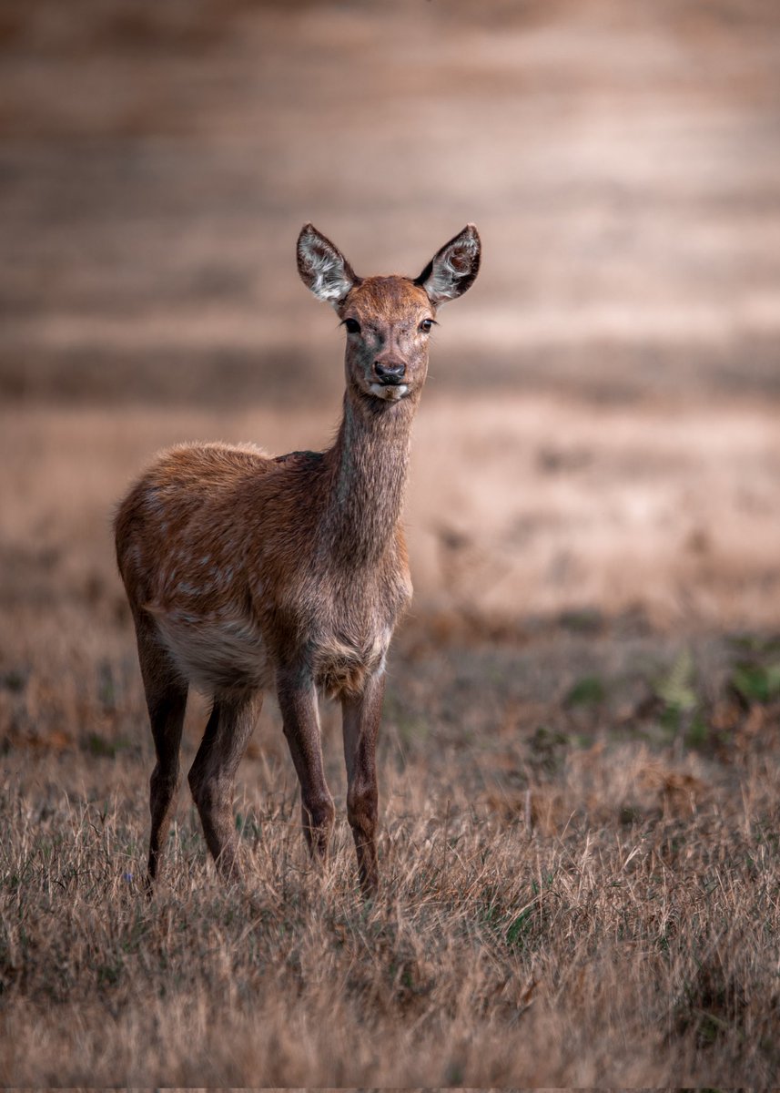 Such a beautiful animal x #reddeer #hind #deerphotography #wildlifephotography