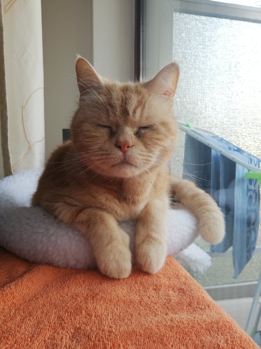 Loki (@deinemutti7) on Twitter photo 