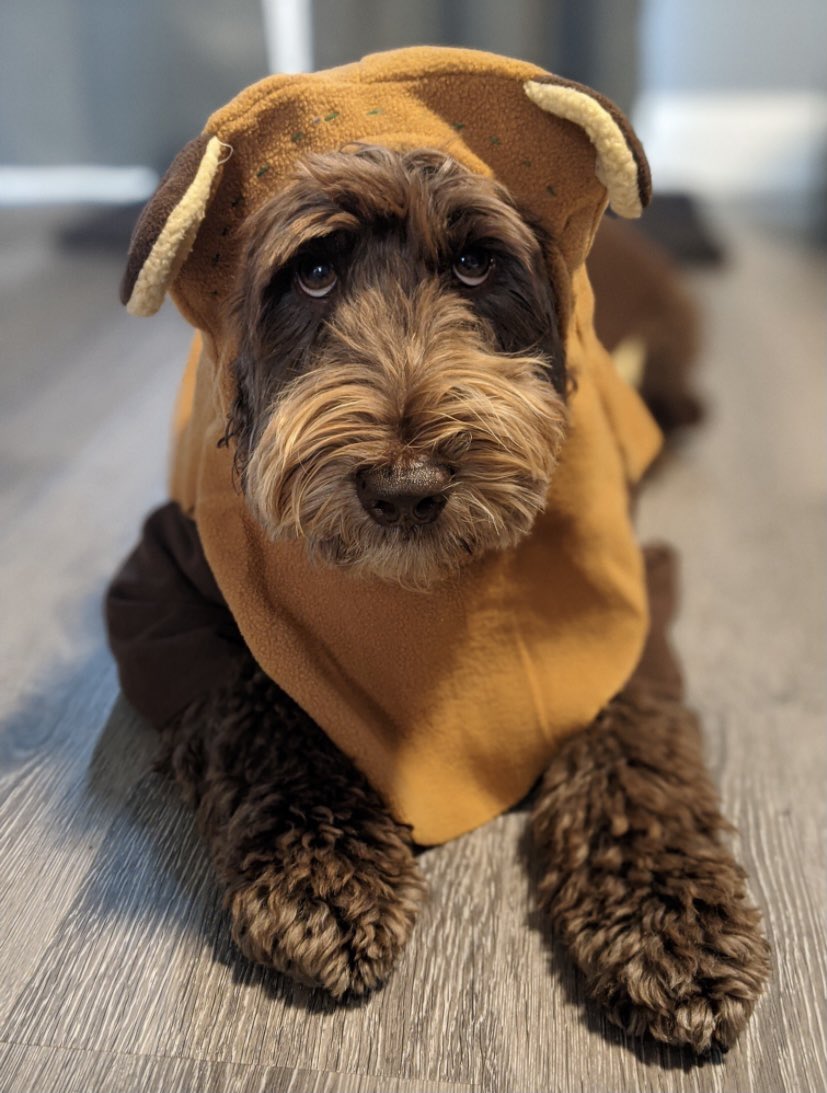 MissGates9's tweet photo. @breakfasttv Harley wishes you a happy howl-ween!! https://t.co/ldXXTtR3v8