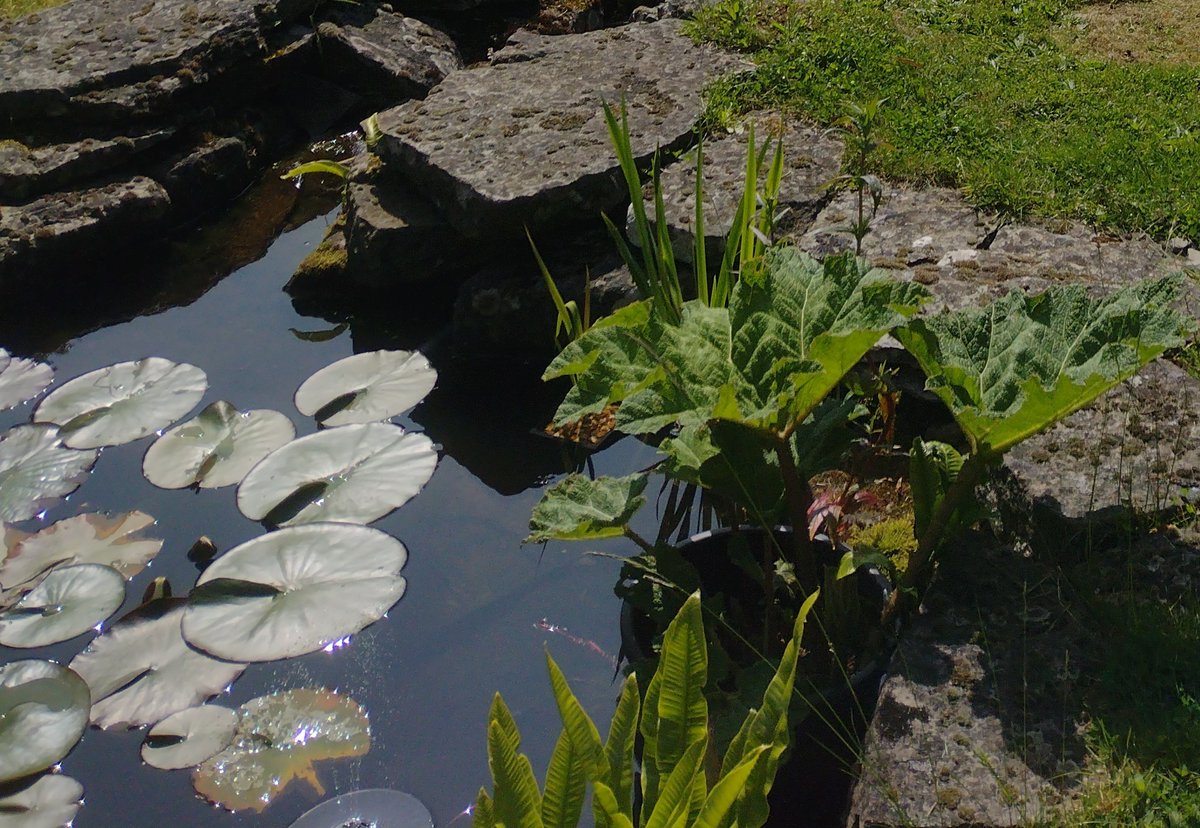⚠️Final call for pond owners/managers in the UK &amp; Ireland to take part in a survey closing on Sunday⚠️

Please follow the link below to complete the survey which was created to better understand pond distribution/diversity &amp; aid species conservation: tinyurl.com/v958heuh
