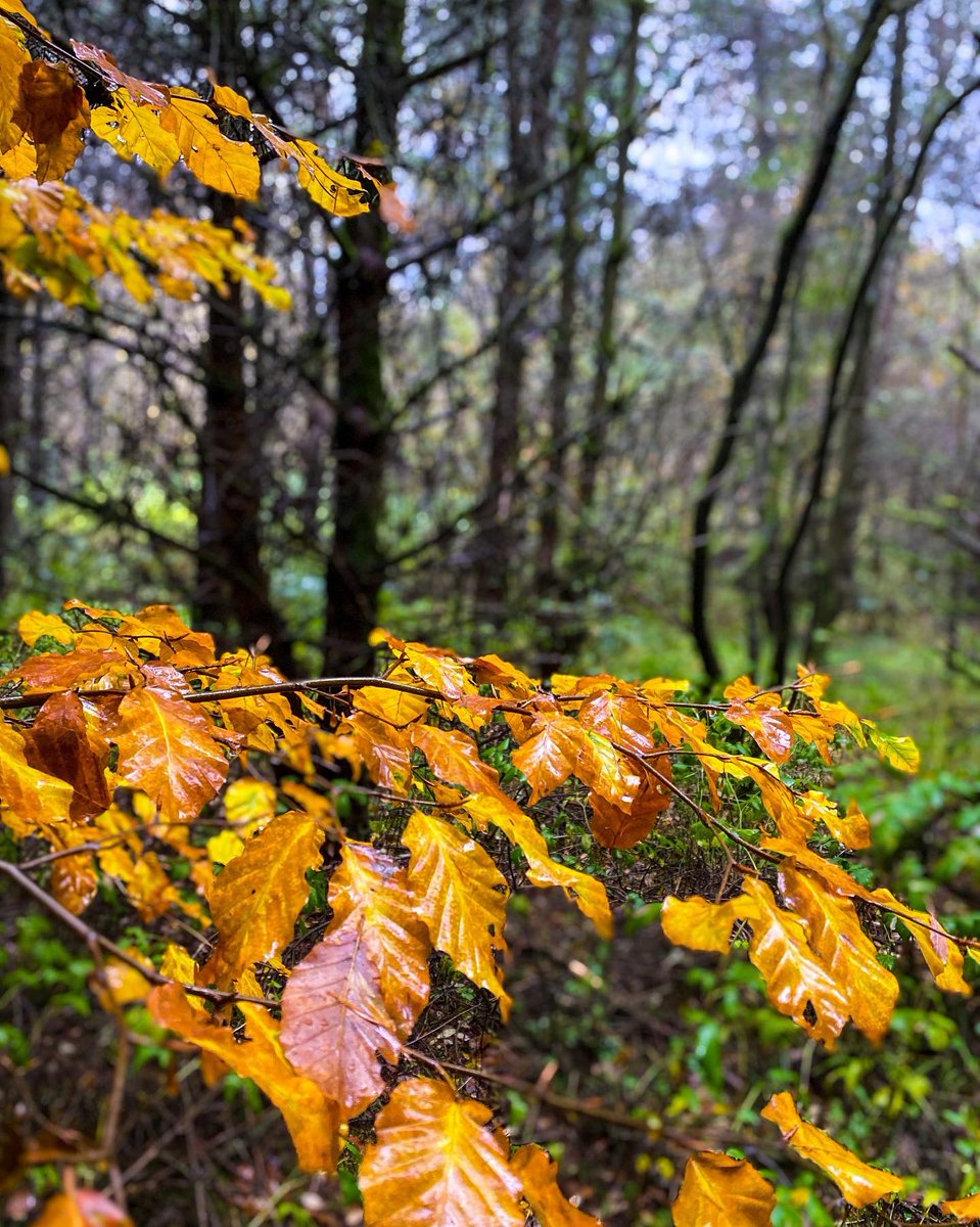 EasterBreich's tweet photo. the beauty of #Autumn despite the torrential rain ☔️ https://t.co/2PpcuH5D8l