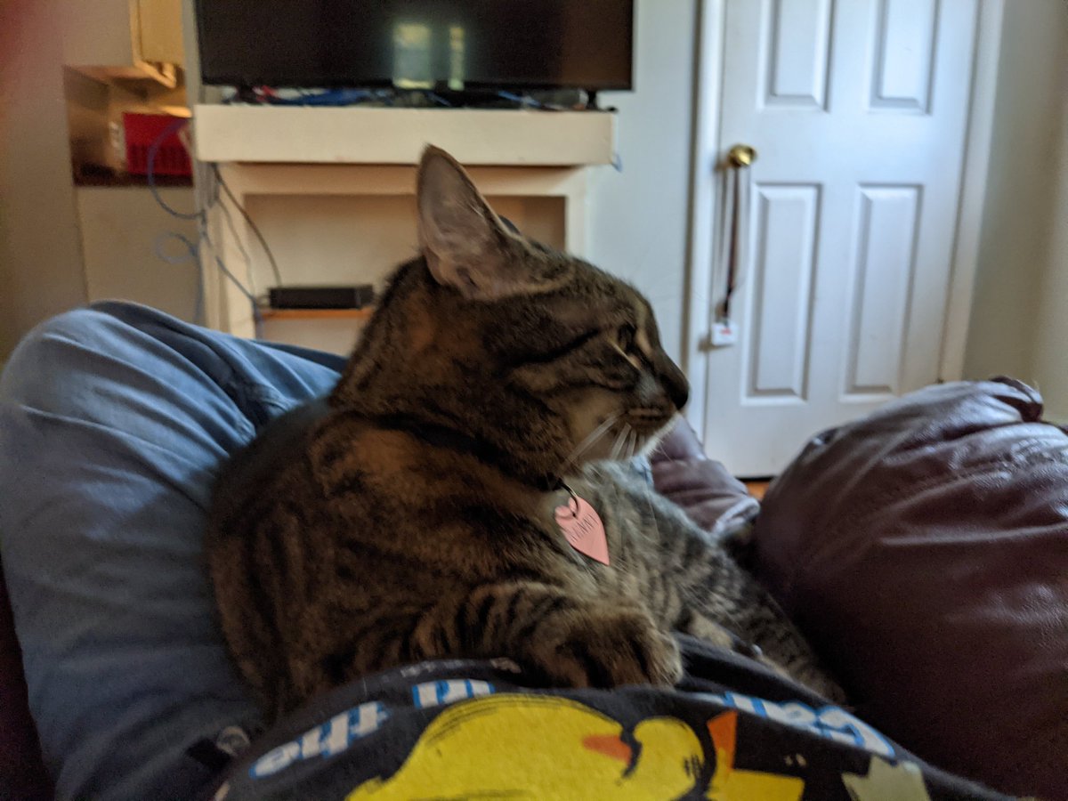 Joeenergy765475's tweet photo. #soaffectionate
#cuddle
#lapcat #catsofTwitter https://t.co/iQoOtTYaBv