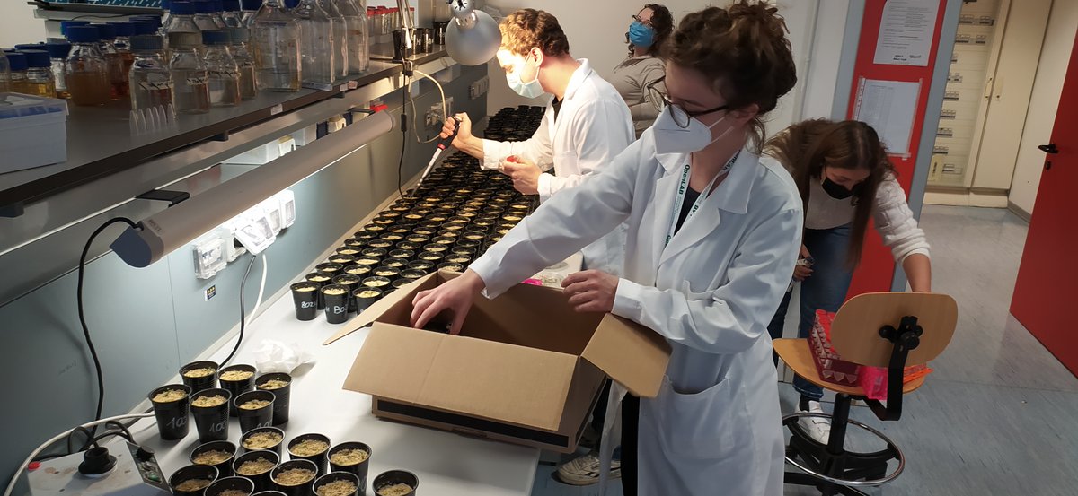 Screening #rhizobia for #alfalfa cultivation in salinized areas. Second round of ALL-IN (@CarloViti5 ) experiment with a massive number of plants! 
@CangioliLisa @CamillaFagorzi @FiniMargherita  @InsB15 and Mattia Mondini
#bioinocula #futureagriculture