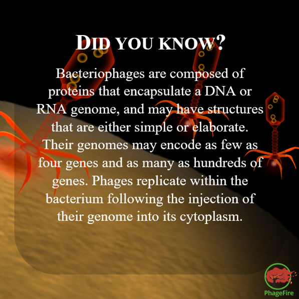PhageFireEu's tweet photo. #didyouknow #phages #interestingfact #eu #phagefire #euproject #h2020 #horizon2020 https://t.co/uwJ5dGEwdv
