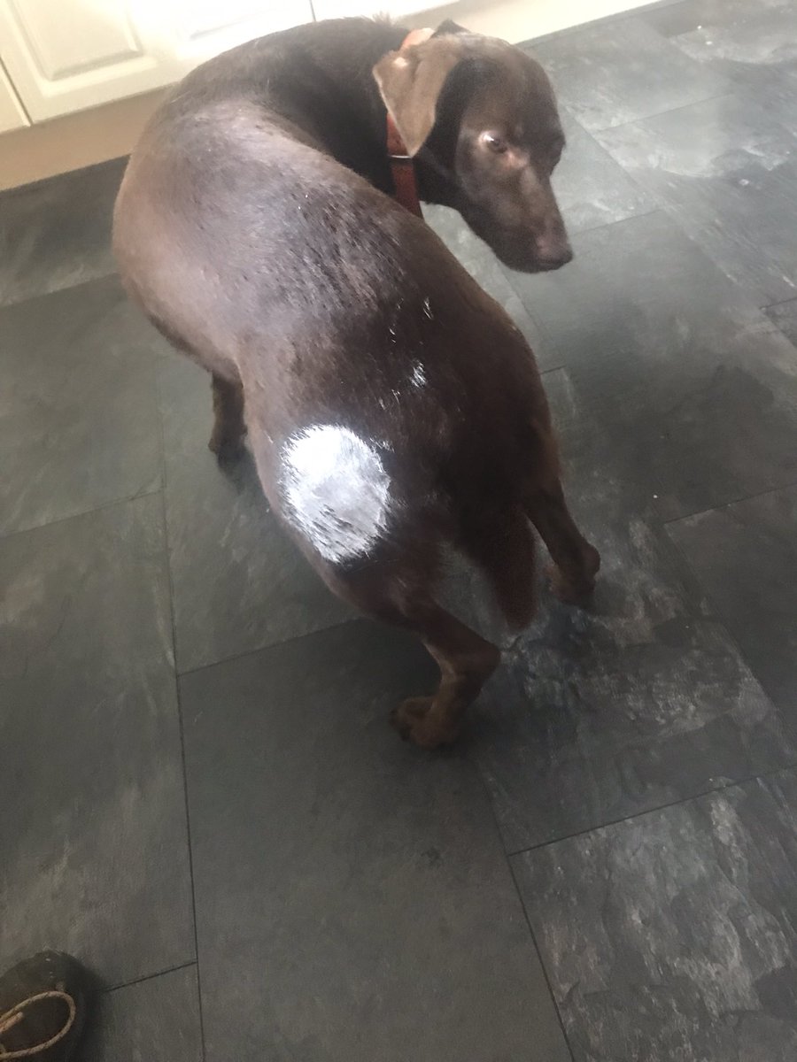 Today I helped big hooman to decorate. First I sat on the paint tin lid for a scratch, then sat in several important places around the house 😊#dogsoftwitter #dogs #FridayVibes #fridaymorning