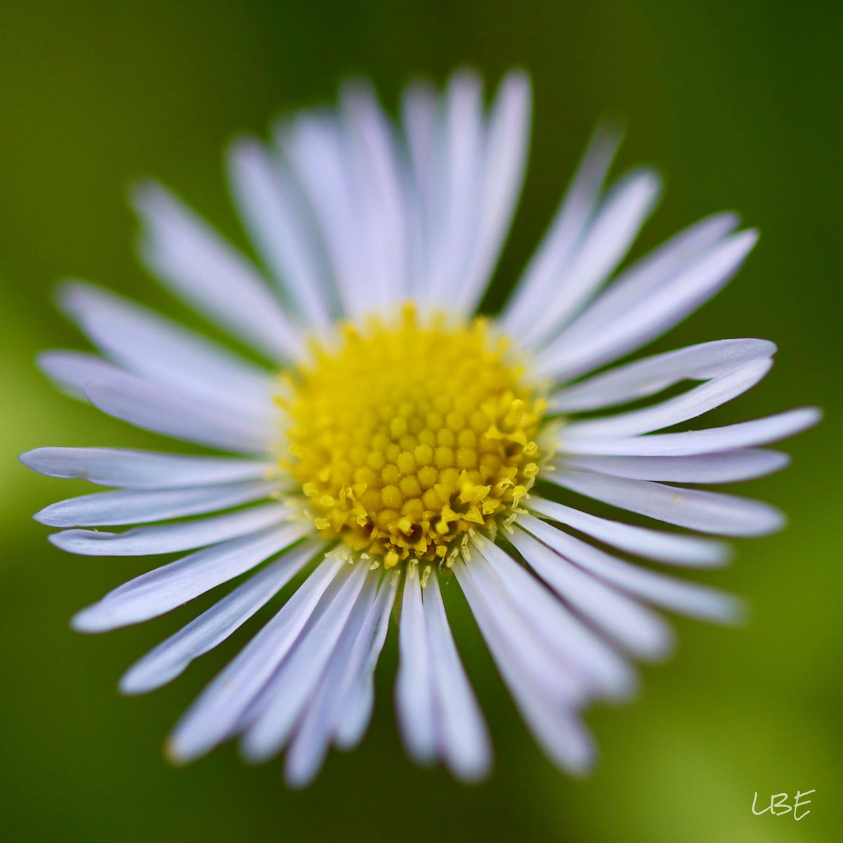 LisaNaturePhoto's tweet photo. “It is nice to think how one can be recklessly lost in a daisy!” -Anne Morrow Lindbergh

#WildDaisy #Erigeron #WildflowerPhotography #NaturePhotography #MacroPhotography #CanonUSA https://t.co/2RSYDvcSwv