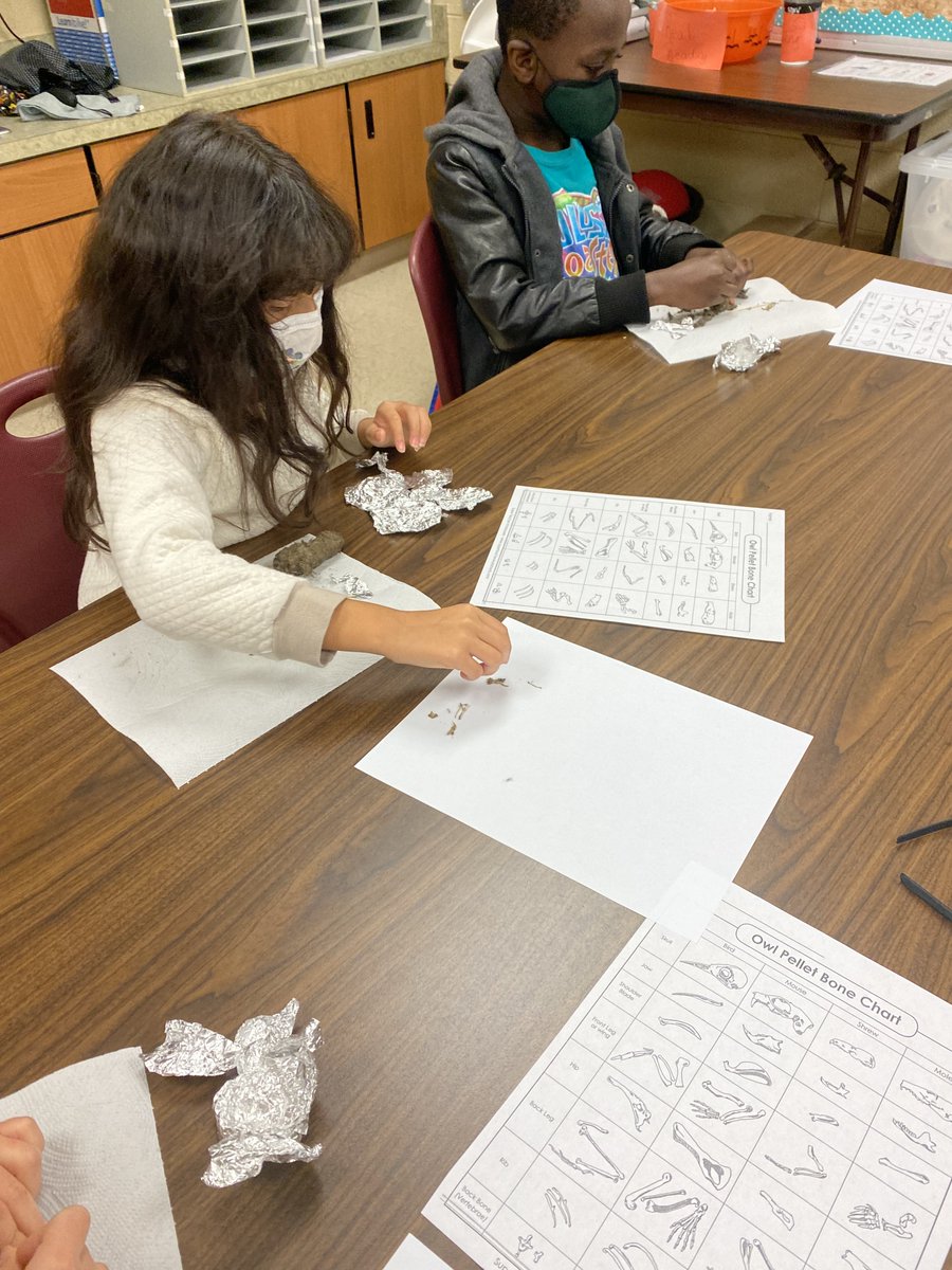 PartridgeElem's tweet photo. More 3rd-grade students with owl pellet experiments. #PartLeads https://t.co/CAcRVzaphL