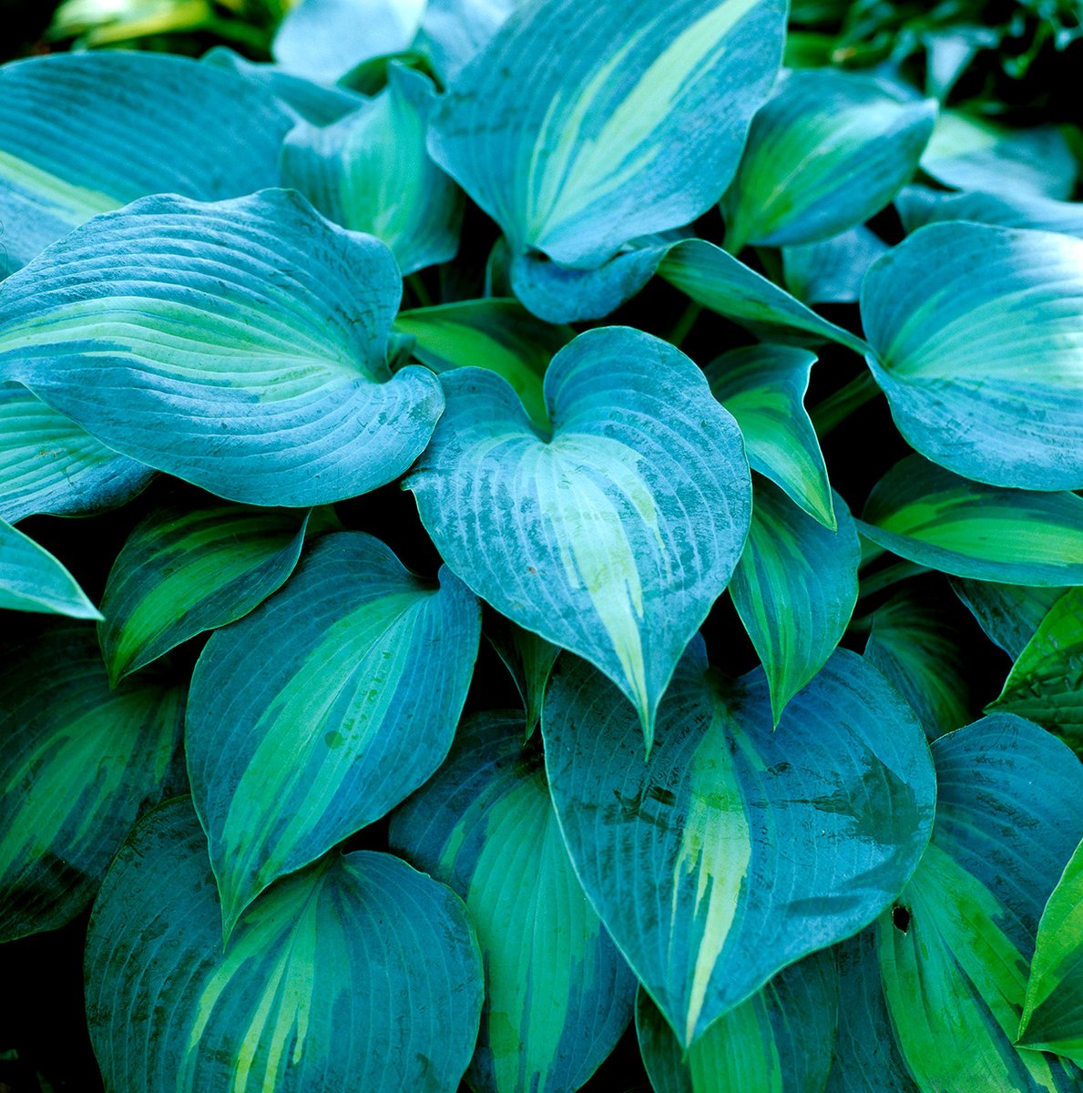 'Touch of Class' Hosta

Hosta 'Touch of Class' is a stunning selection bearing chartreuse leaves widely edged in blue. It grows 7 inches tall and 24 inches wide. Zones 3-9