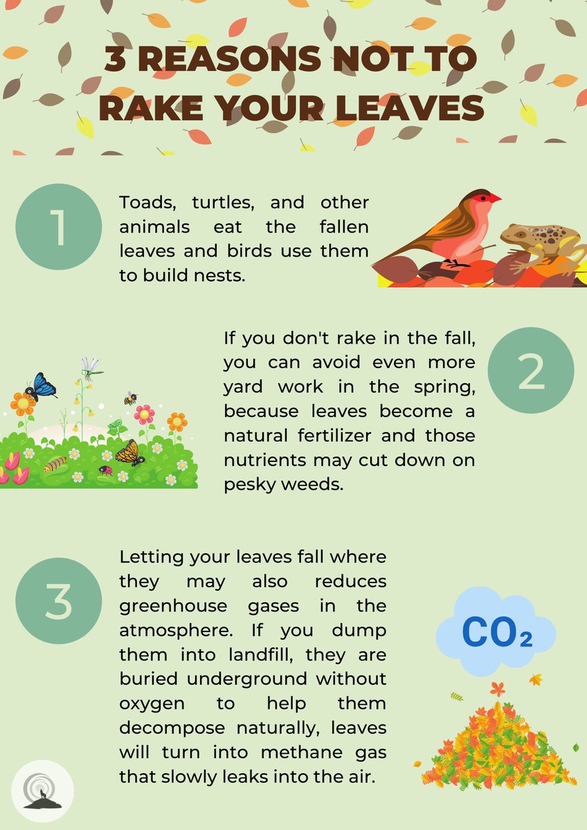 🍃Autumn has arrived and the leaves are beginning to fall. 
🍁If you can't find the motivation to rake your garden, we present you today with 3 excuses not to do it this autumn. 🍂
Source : goodnewsnetwork.org/dont-rake-the-…