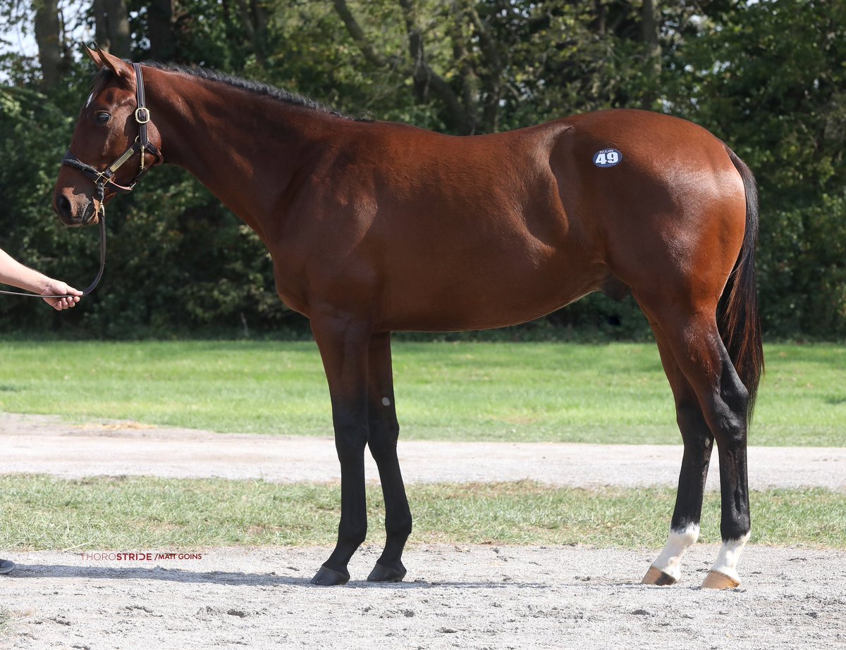 BucklandSales's tweet photo. 18 for 18 at the Newtown Paddocks. π― As advertised, great trade @FasigTiptonCo October. π₯ on to November. #sellingwinners #FTOCT https://t.co/1kLi0W10y9